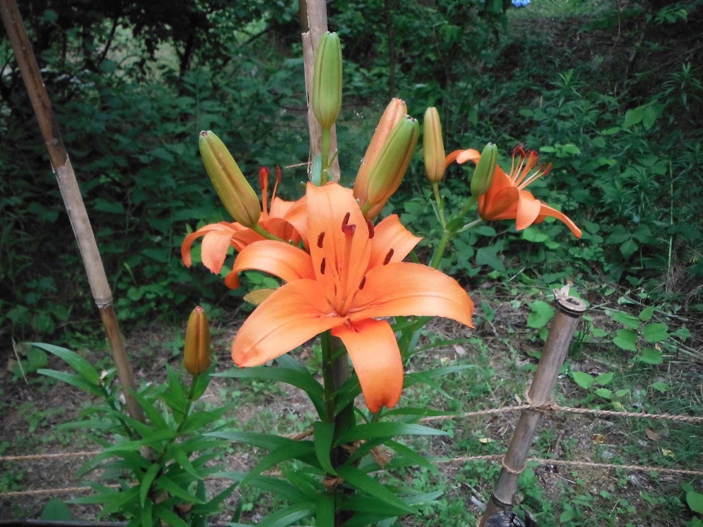 ユリの花が咲いています 香川の森林公園 ドングリランド
