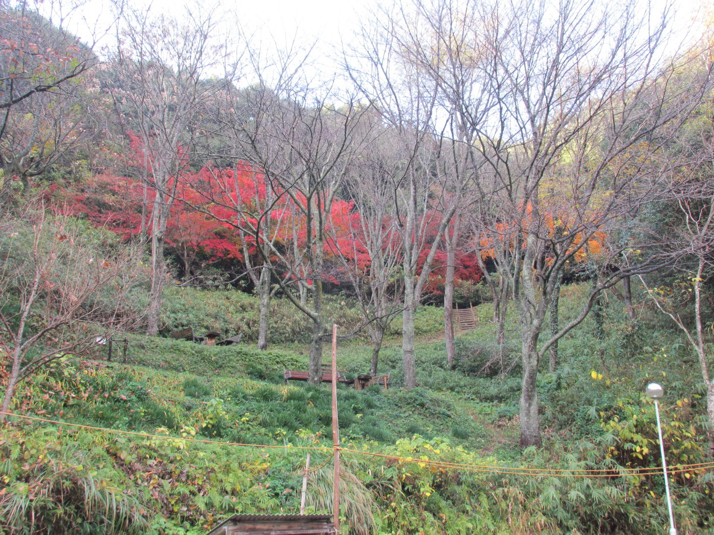 ドングリランドも一気に紅葉しています 香川の森林公園 ドングリランド