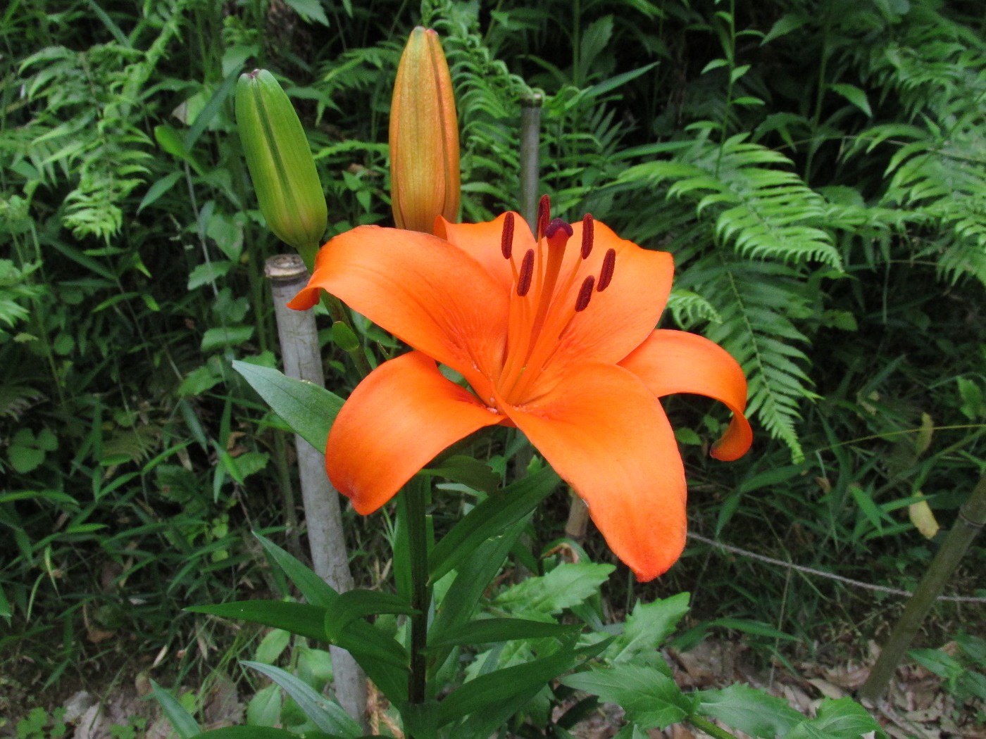 ユリの花が咲き始めています 香川の森林公園 ドングリランド