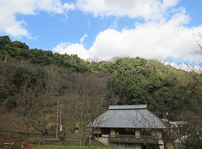 ビジターセンターから見た藤尾神社の森林